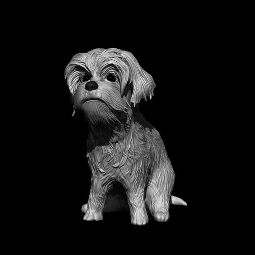 yorkshire dog doggo pet animal mammal small fur miniature decor fluffy 3D print model - Mito3D