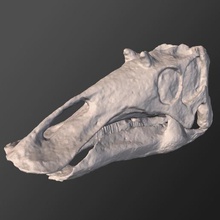 young maiasaura skull various palaeontology paleontology saurolophine mesozoic photogrammetry scan cretaceous skeleton bone fossil ornithopod saurolophinae hadrosaur dinosaur 3d print model - Mito3D