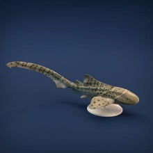cebra tiburón 3d impresión Arte animal pez agua Oceano depredador escultura figura miniatura estatua fauna silvestre juguete mar 3d print model - Mito3D