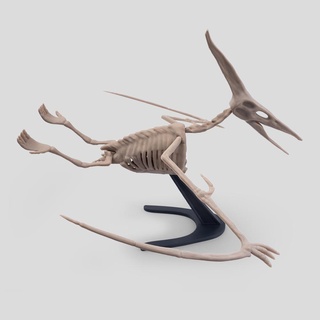 pterodactyl skeleton pterodactyl skeleton  3d print model - Mito3D