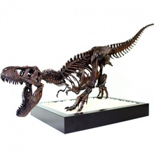 t rex esqueleto León aparejo montar educación animal bestia hueso jurásico Ciencias cráneo parque tirano saurio Rex 3d print model - Mito3D