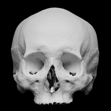 humano crânio Varredura osso história esqueleto biologia 3dprint 3dscan arqueologia homo sapiens 3d print model - Mito3D