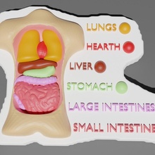 torsotom tıbbi model çocuklar Eğitim öğretim organlar Colorwithxyz 3d print model - Mito3D