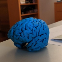 cerebro educación 3d print model - Mito3D