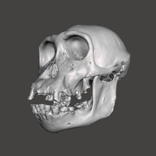 chimpanzé crâne poêle troglodytes verus anatomie singe morphologie 3d print model - Mito3D