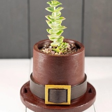 pellegrino cappello fioriera cactus fioriere piante grasse succulenta succulent planter indoor 3d print model - Mito3D