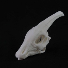 dinossauros crânios educação garra ossos dinossauro crânio 3d print model - Mito3D