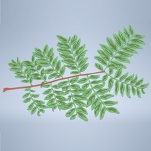 pinnate leaf branch nature tree sheet bipinnate 3d print model - Mito3D