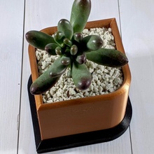lágrima plantador cactus jardineras suculentas suculento succulent planter maceta moderna indoor 3d print model - Mito3D