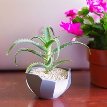 abstrait planteur cactus jardinières succulentes succulent planter indoor 3d print model - Mito3D
