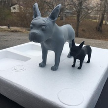 Boston Terrier Tier Hund Haustier Eckzahn 3d print model - Mito3D