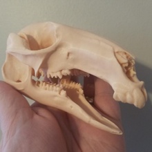 wallaby skull marsupial 3d print model - Mito3D