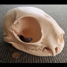 doméstico gato crânio biologia felidae 3d print model - Mito3D