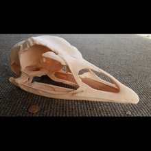 domestic turkey skull biology meleagris 3d print model - Mito3D