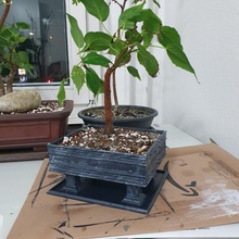 Vietnam estilo bonsai maceta 3d print model - Mito3D