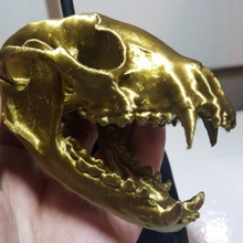 procione cranio carnivori procyonlotor 3d print model - Mito3D