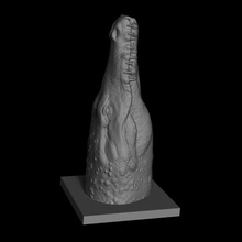 coccodrillo testa supporto anatomia animale animali creatura rettile croco 3d print model - Mito3D