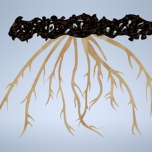 fibrous roots wood rattle root fiber carrot rattling fern taproot monocotyledon rattled plant stem vetiver cleistes osmunda mungo 3d print model - Mito3D