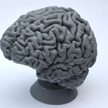 cérebro humano educação corpo 3d print model - Mito3D