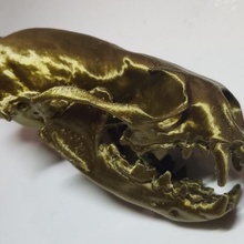 river otter skull biology mammal carnivore 3d print model - Mito3D