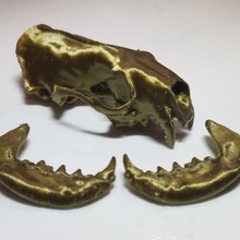 americano visón cráneo anatomía biología mamífero carnívoro 3d print model - Mito3D