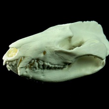skull virginia opossum education animal skeleton 3d print model - Mito3D