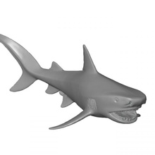 blue shark fish ocean blueshark tigershark 3d print model - Mito3D