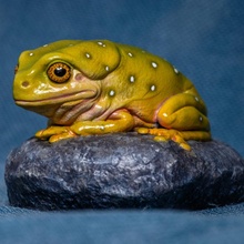 chilling frog store cool animal animals cute zbrush biology frogs 3d print model - Mito3D