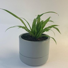 basit sulama bitki tencere modern Su saksısı kendine 3d print model - Mito3D