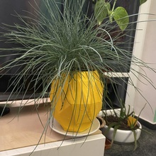 lowpoly ananas planteur trou pot jardinage 3d print model - Mito3D