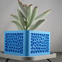 Voronoi ekici kaktüs yetiştiriciler sulu meyveler kaktüsler succulent planter cacti 3d print model - Mito3D