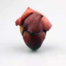 anatómica corazón educación descargar 3d descargable archivo libre myminifactory objetos impresión imprimible impresora stl anatomía cuerpo humanos blodd sangre 3d print model - Mito3D