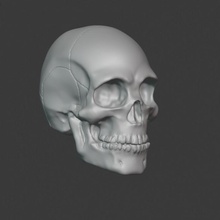 Schädel Anatomie Knochen Kopf 3d print model - Mito3D
