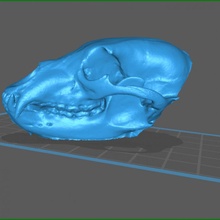 oso cráneo anatomía esqueleto mamífero 3d print model - Mito3D