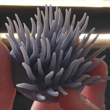 anemone 2 diorama reef anemone 3d print model - Mito3D