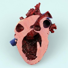 cuore umano l'istruzione 3d print model - Mito3D