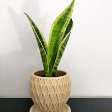 plante pot soucoupe jardin géométrique vase 3d print model - Mito3D