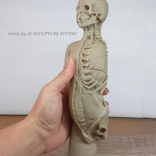 resin ready - plaster model torso head showing partial dissection sla remix presupported 3d print model - Mito3D