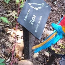 cockatiel bird memorial stone grave marker obituary 3d print model - Mito3D