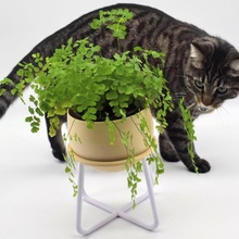 iso-pot indoor planter stand pot 3d print model - Mito3D