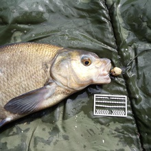boilies smette pesca sport all'aperto si interrompe 3d print model - Mito3D