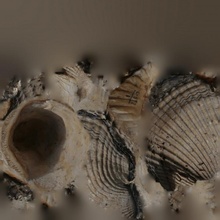 ARCIDAE Fossil Paläontologie Kolumbien Ricol Molluske Miozän Geowissenschaften 3d print model - Mito3D