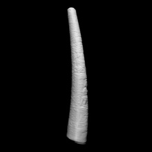 ivoire corne british museum londres numérisation 3d print model - Mito3D