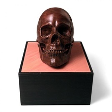 anatomical human male skull foundation series anatomy sculpture skeleton humanskull humananatomy skullmodel skullanatomy 3d print model - Mito3D