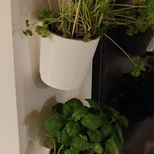 wall mounted flower pot herbs pots 3d print model - Mito3D