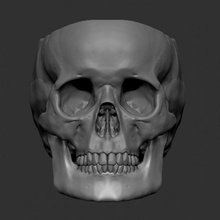 crânio plantar Panela drenagem buracos ossos gótico esqueleto plantador vaso planta 3d print model - Mito3D