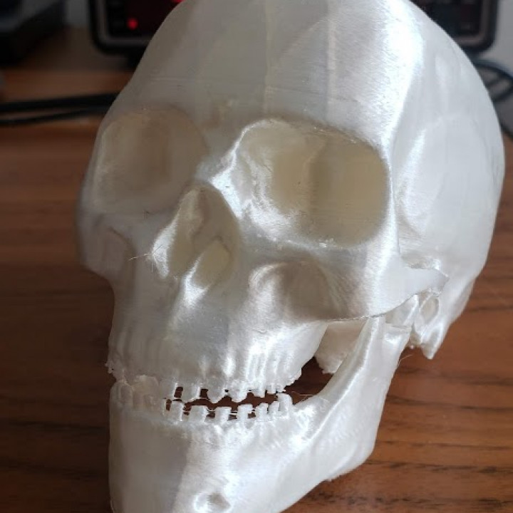 haute crâne anatomie OS tête 3D print model - Mito3D