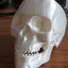 alto cráneo anatomía hueso cabeza 3d print model - Mito3D