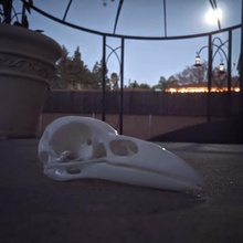 corbeau crâne animal oiseau empaillage 3d print model - Mito3D