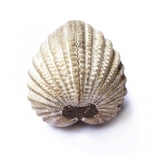 sehen sp Garten Fossil Fosil Molluske Anthropoliten 3d print model - Mito3D